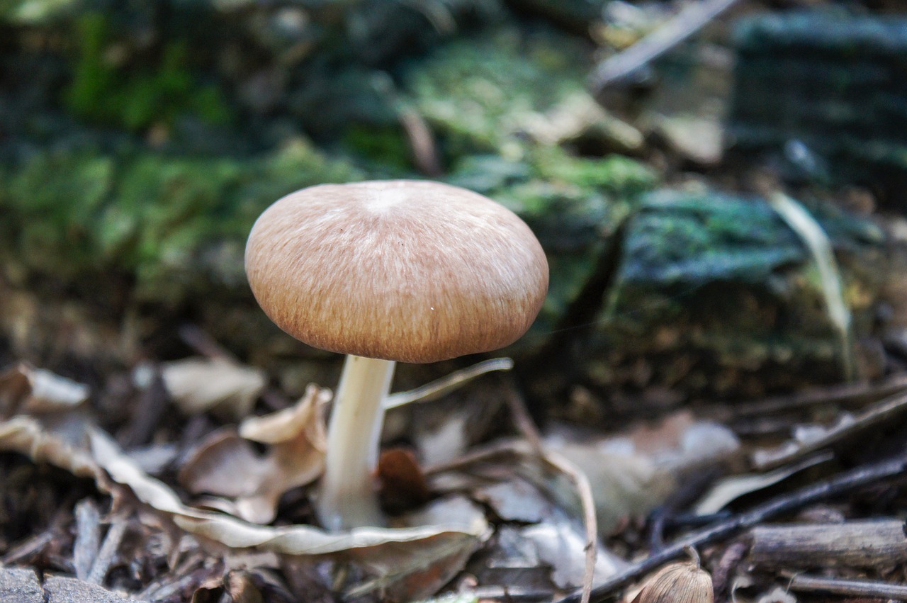 mushroom fungi nature free photo