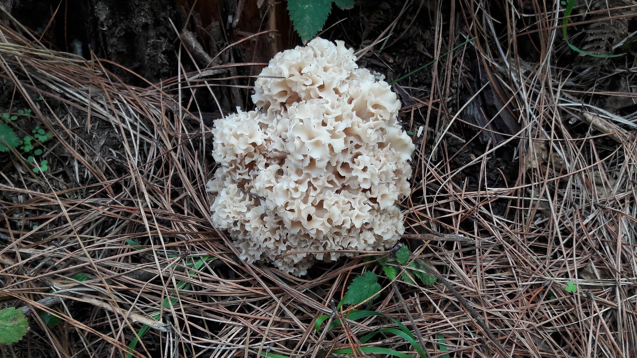 mushroom autumn forest free photo