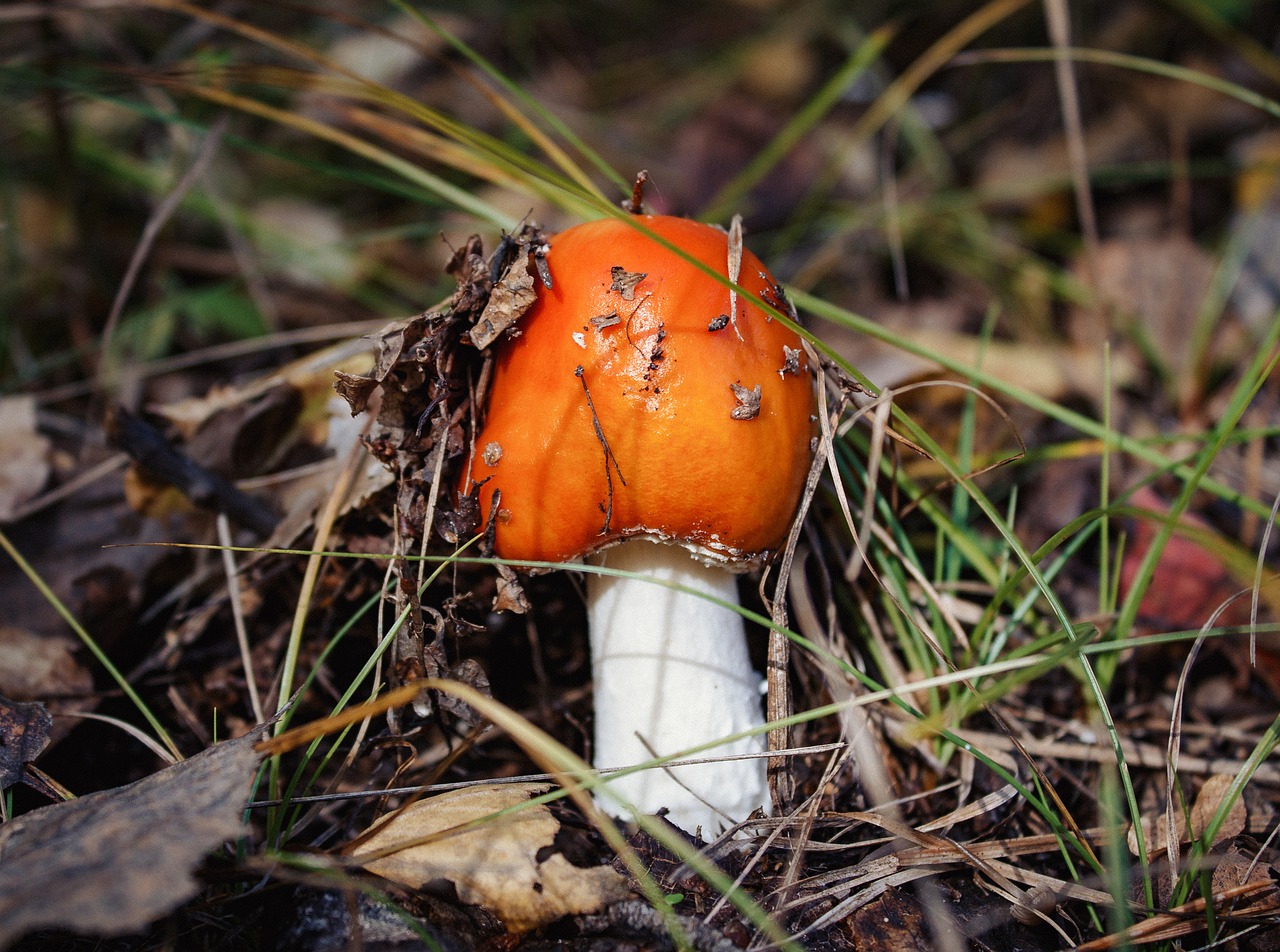 mushroom forest autumn free photo