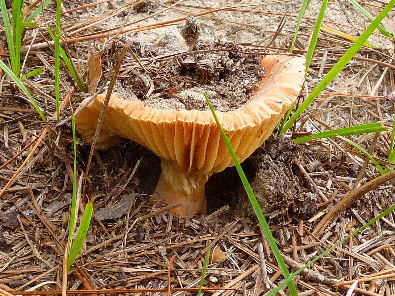 mushroom close-up plant free photo
