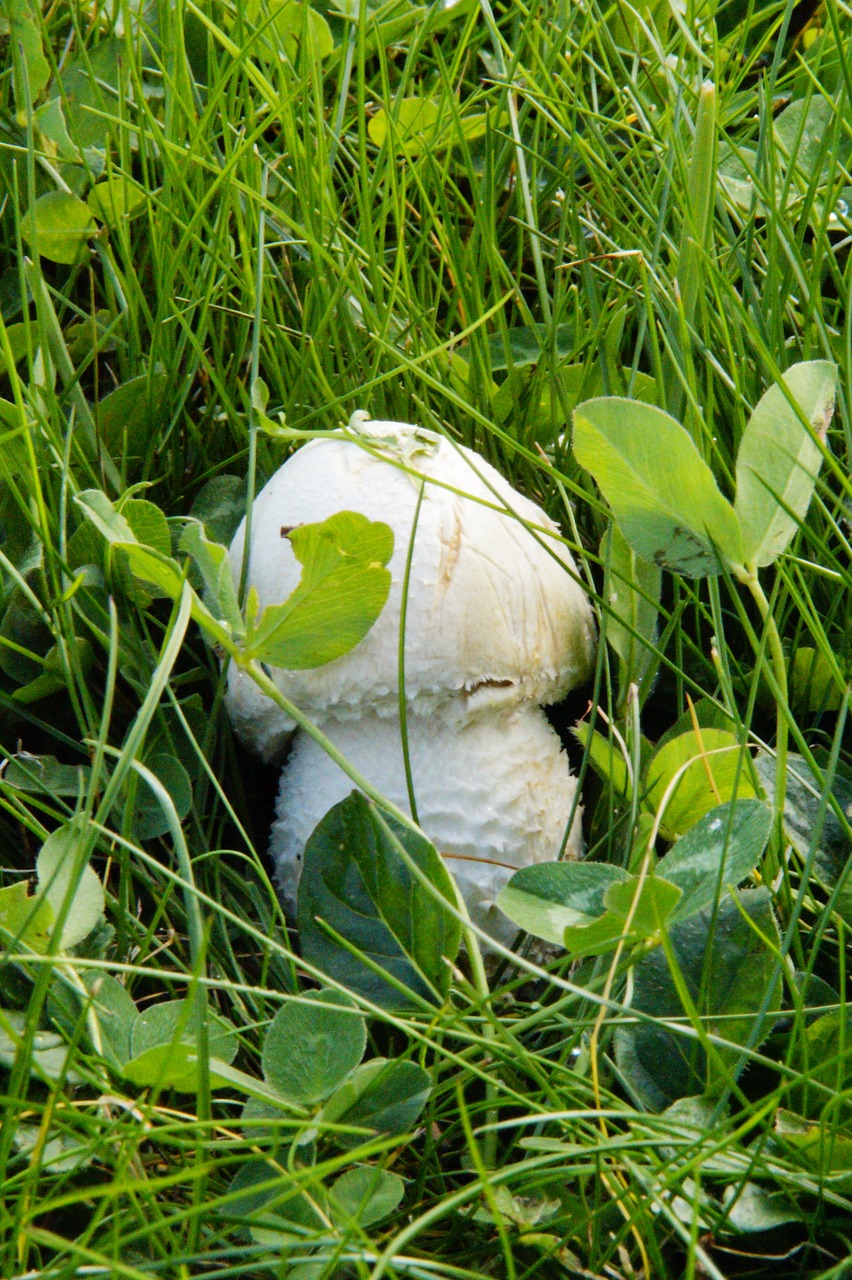 mushroom hidden in the grass free photo