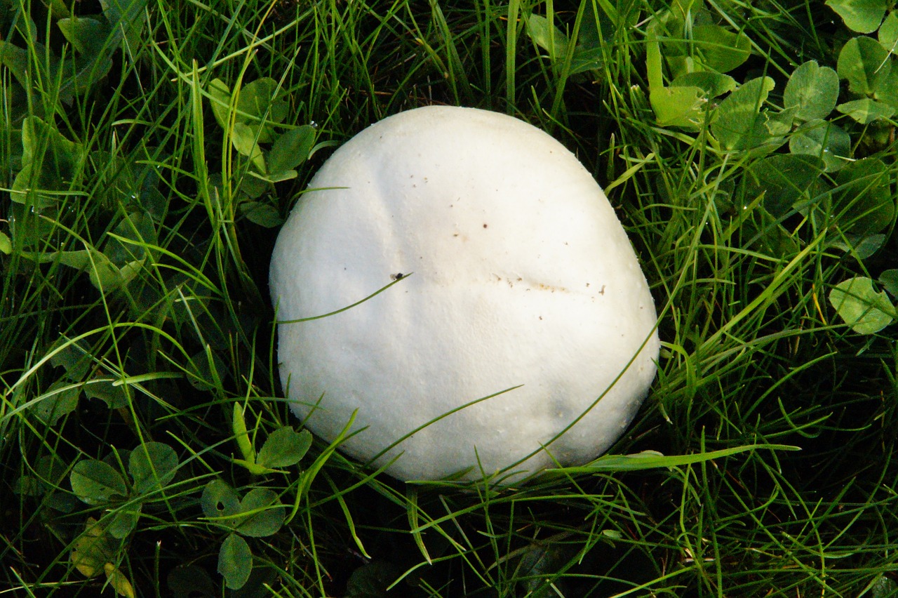 mushroom meadow thick free photo