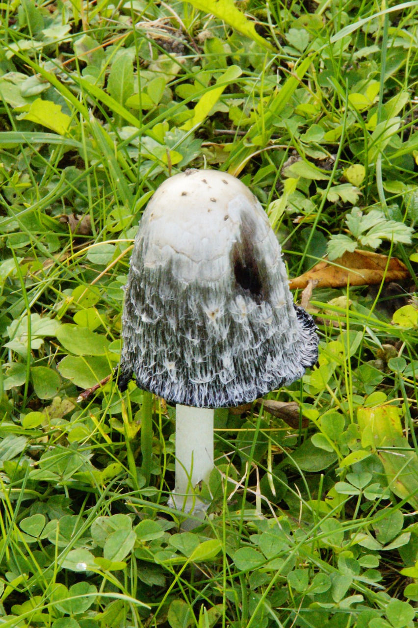 mushroom meadow mushroom time free photo