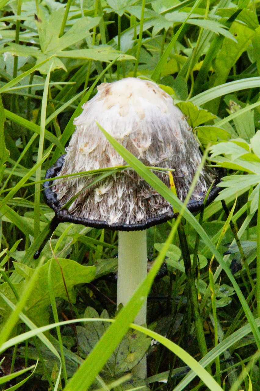 mushroom hidden grow free photo