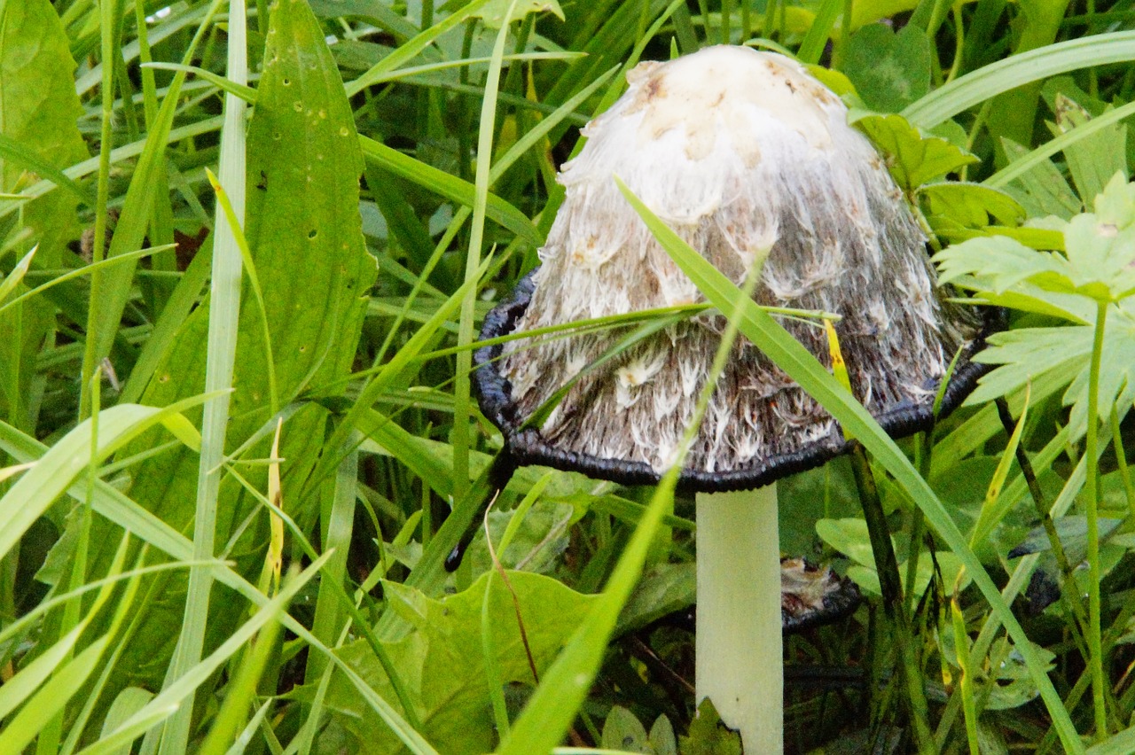 mushroom hidden grow free photo