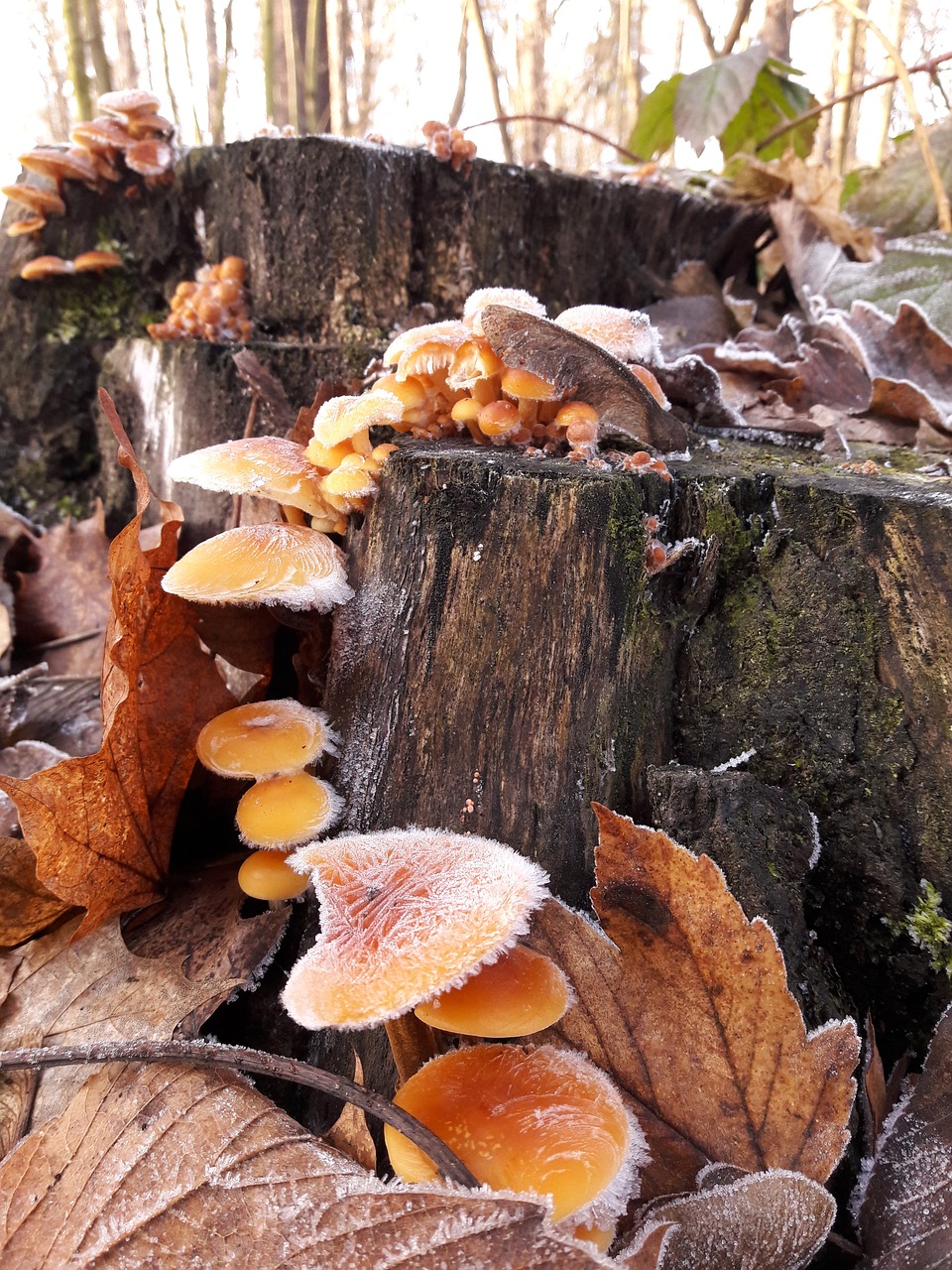 mushroom nature autumn free photo