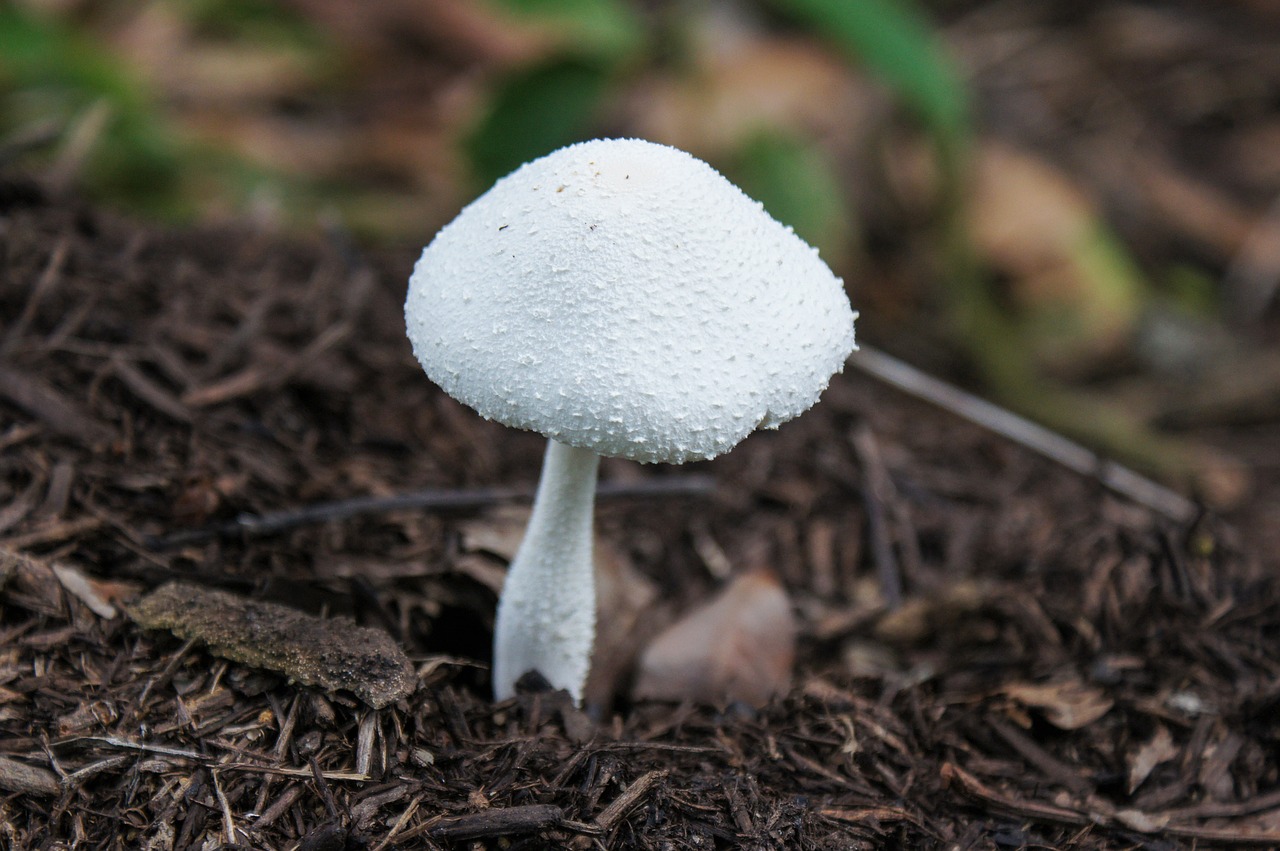 mushroom fungi green free photo