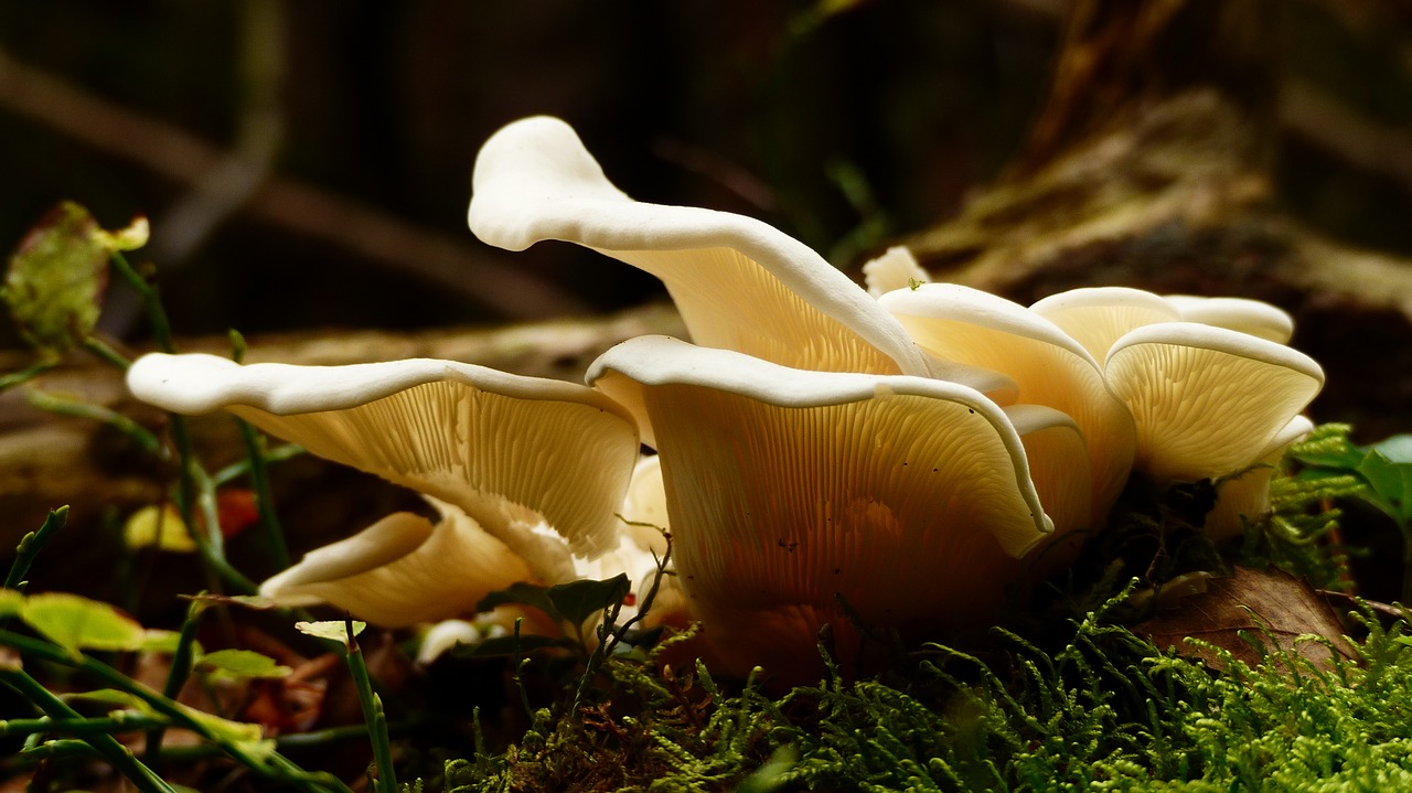 mushroom wet forrest free photo