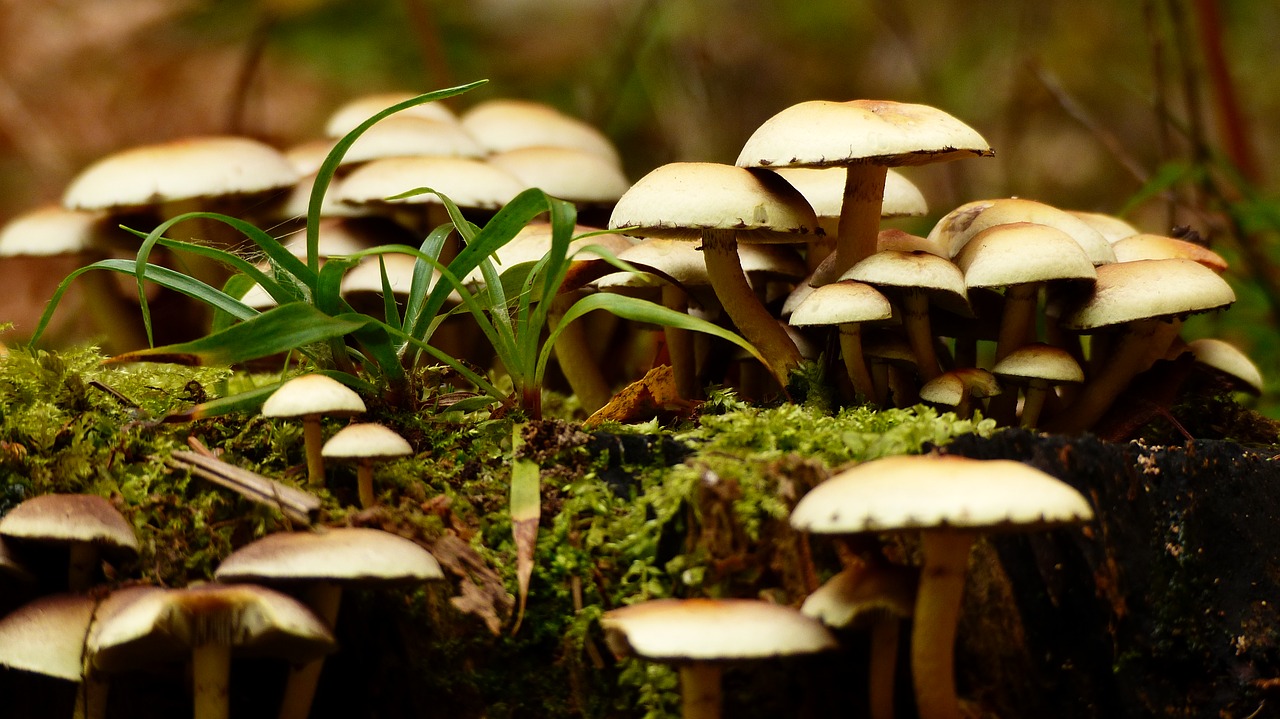 mushroom autumn forrest free photo