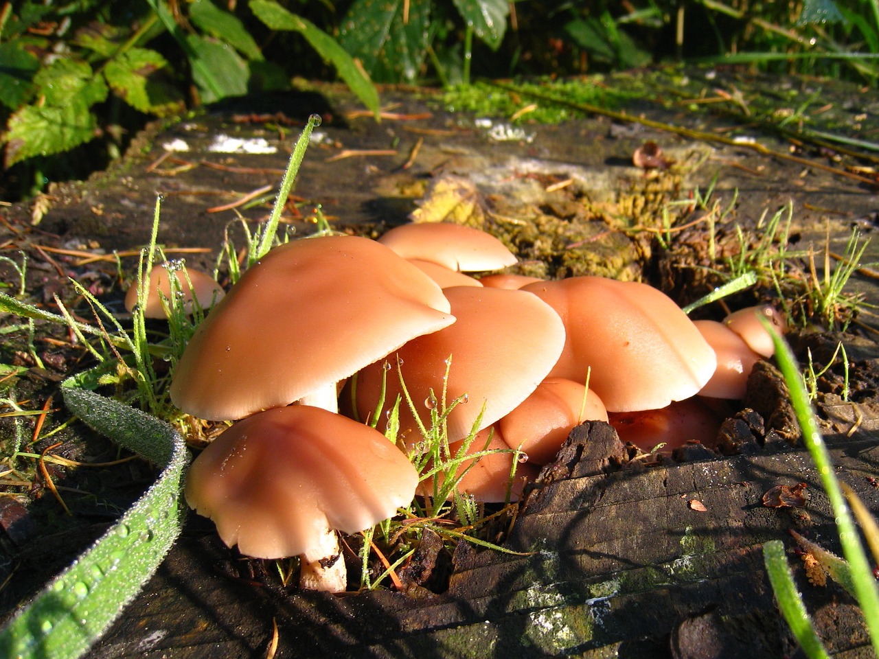 mushroom dewdrops autumn free photo