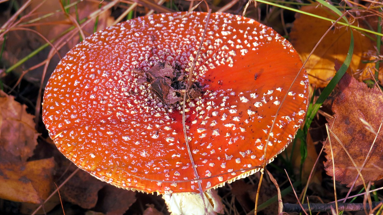 mushroom amanita red free photo