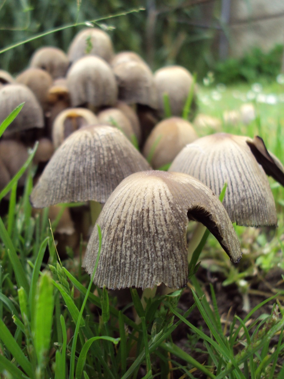 mushroom fungi nature free photo