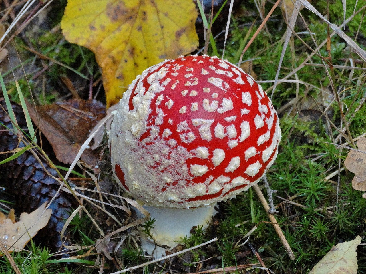 mushroom amanita fruits of the forest free photo