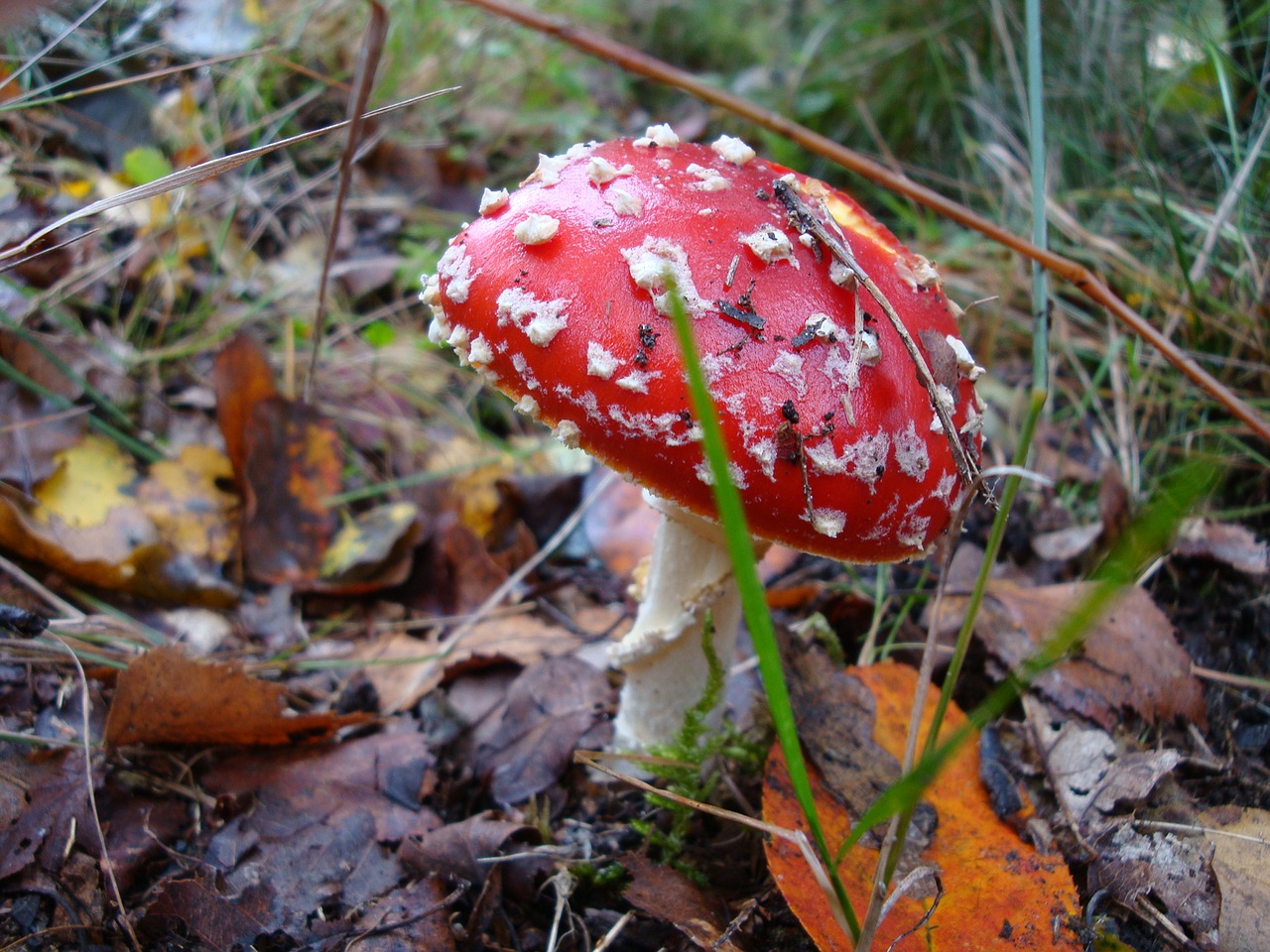 mushroom autumn mushrooms free photo