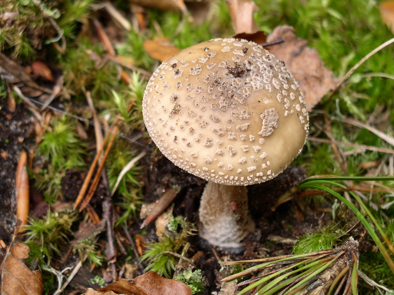 mushroom forest nature free photo