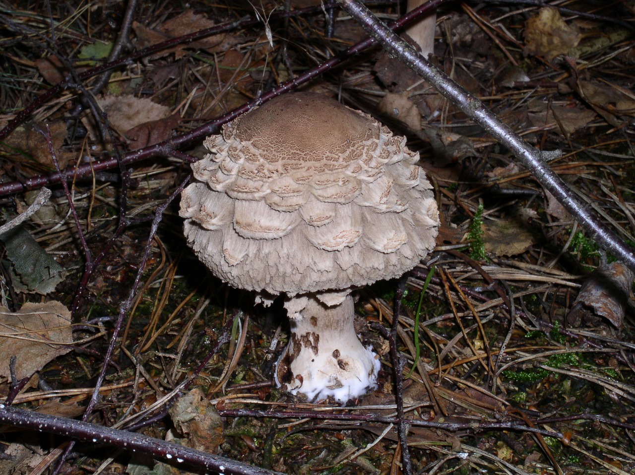 mushroom forest nature free photo