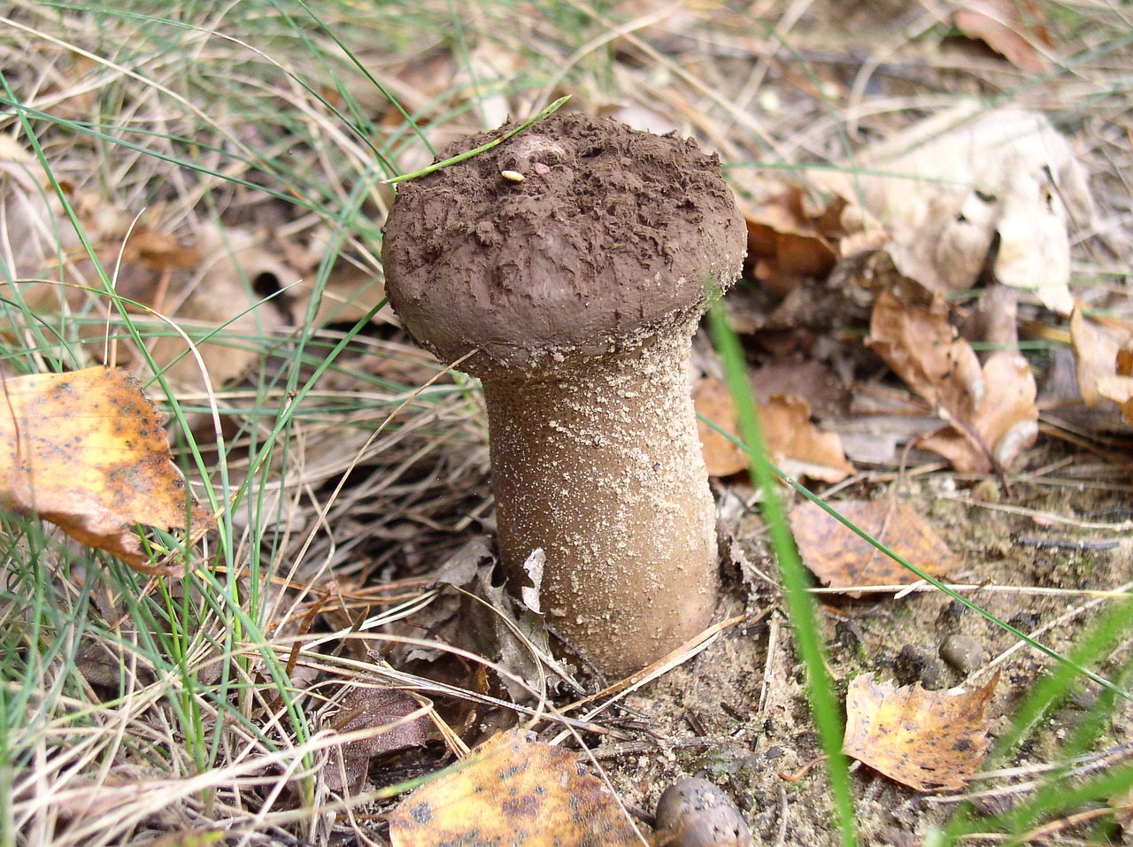 mushroom forest nature free photo