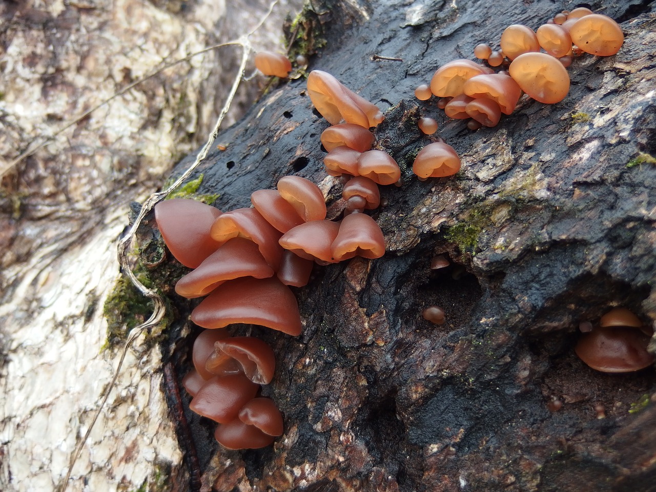 mushroom bacteria auricularia free photo