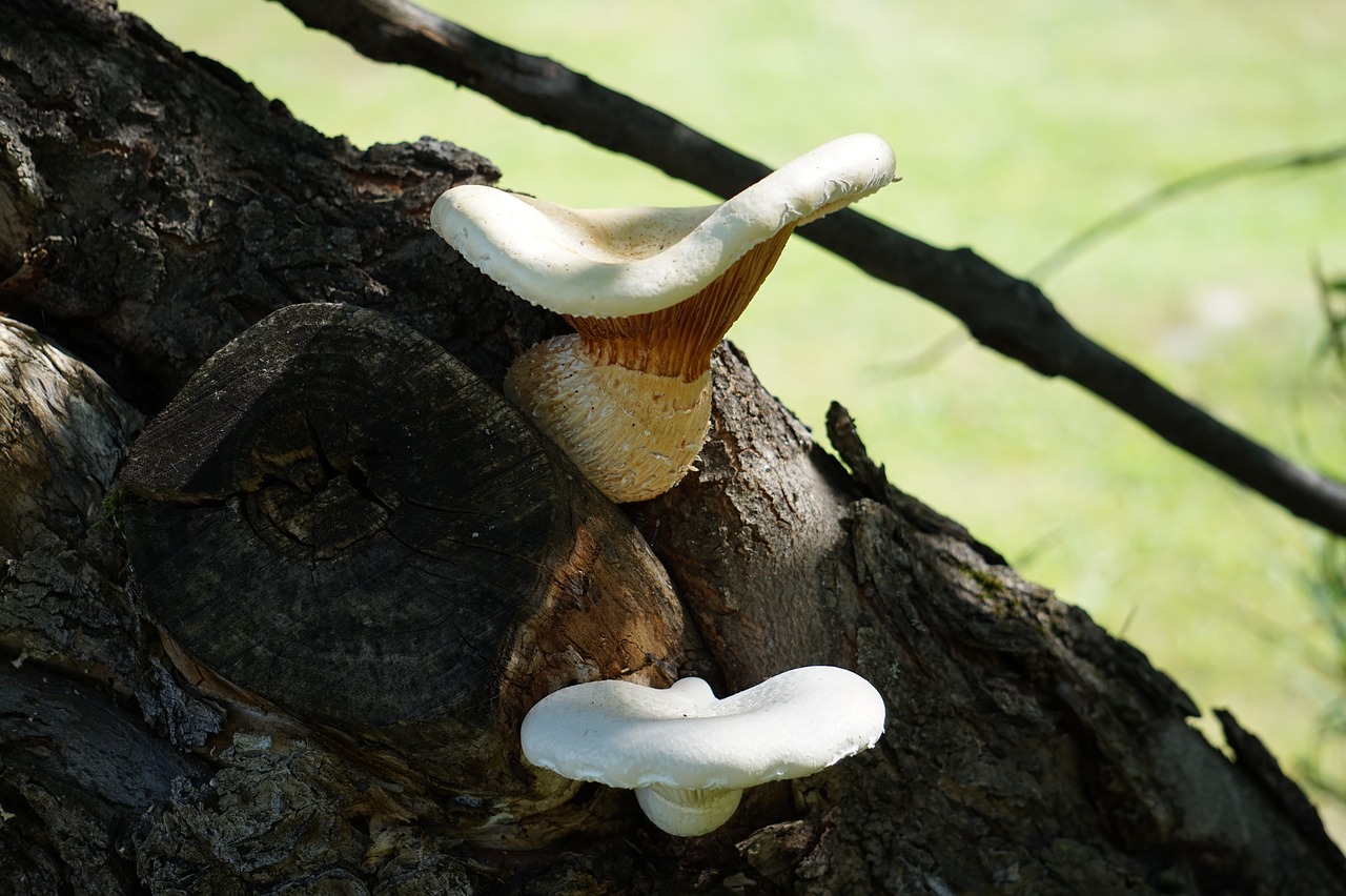 mushroom fungus fungi free photo