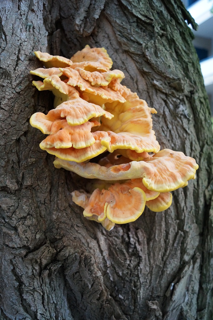 mushroom log neuss free photo