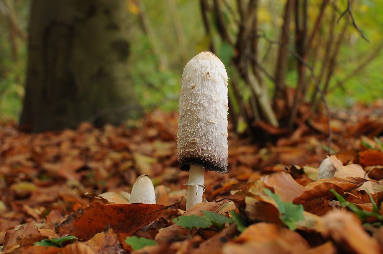 mushroom plant forest free photo