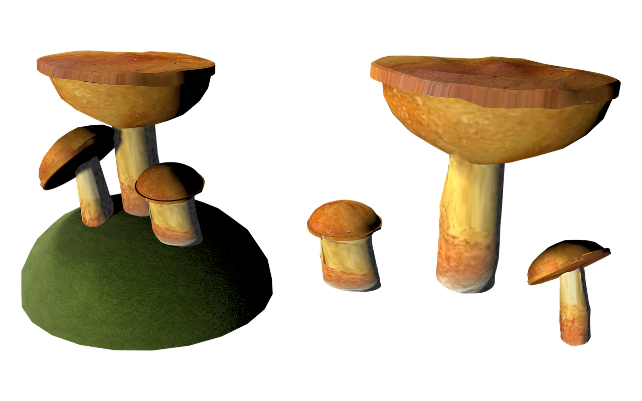 mushroom cep isolated free photo