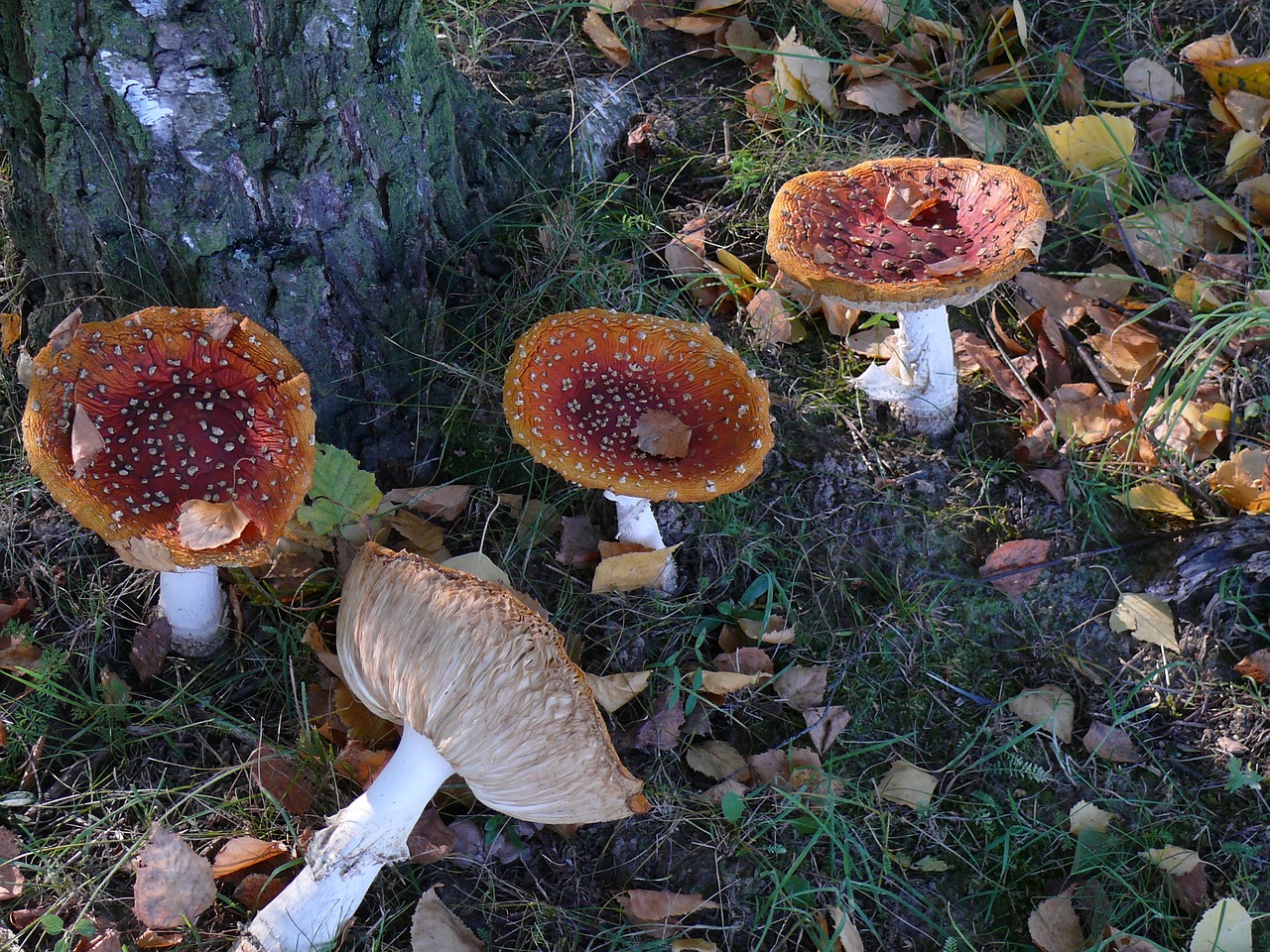 mushroom nature forest free photo