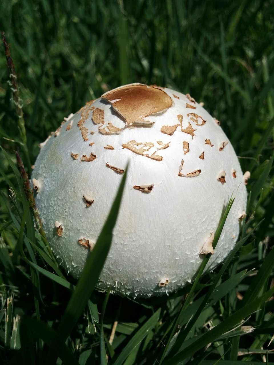 mushroom garden grass free photo