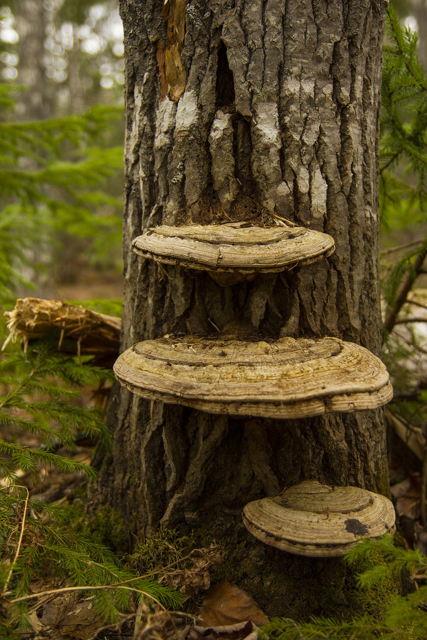 mushroom wild forest free photo