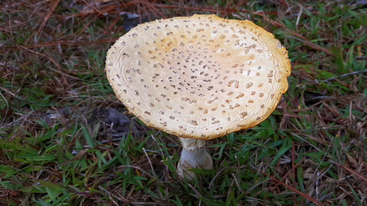 mushroom amanita muscaria flavivolvata free photo
