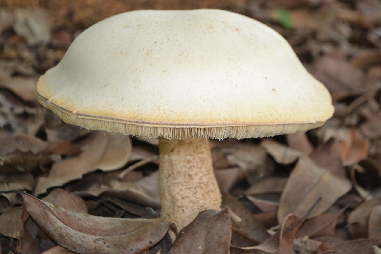 mushroom biggest mushroom i have ever seen nature free photo