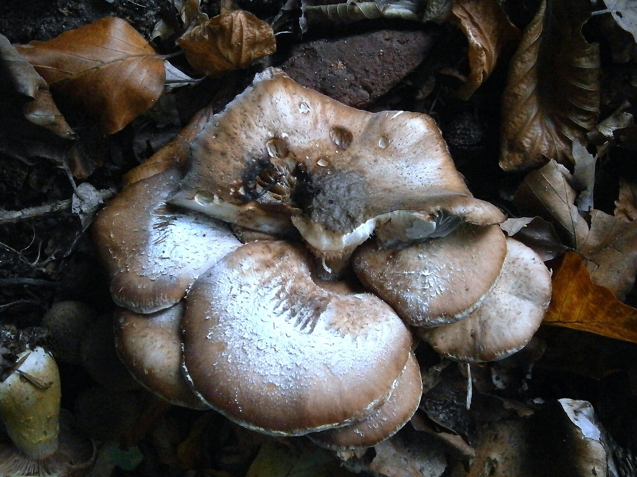 mushroom mushrooms group free photo