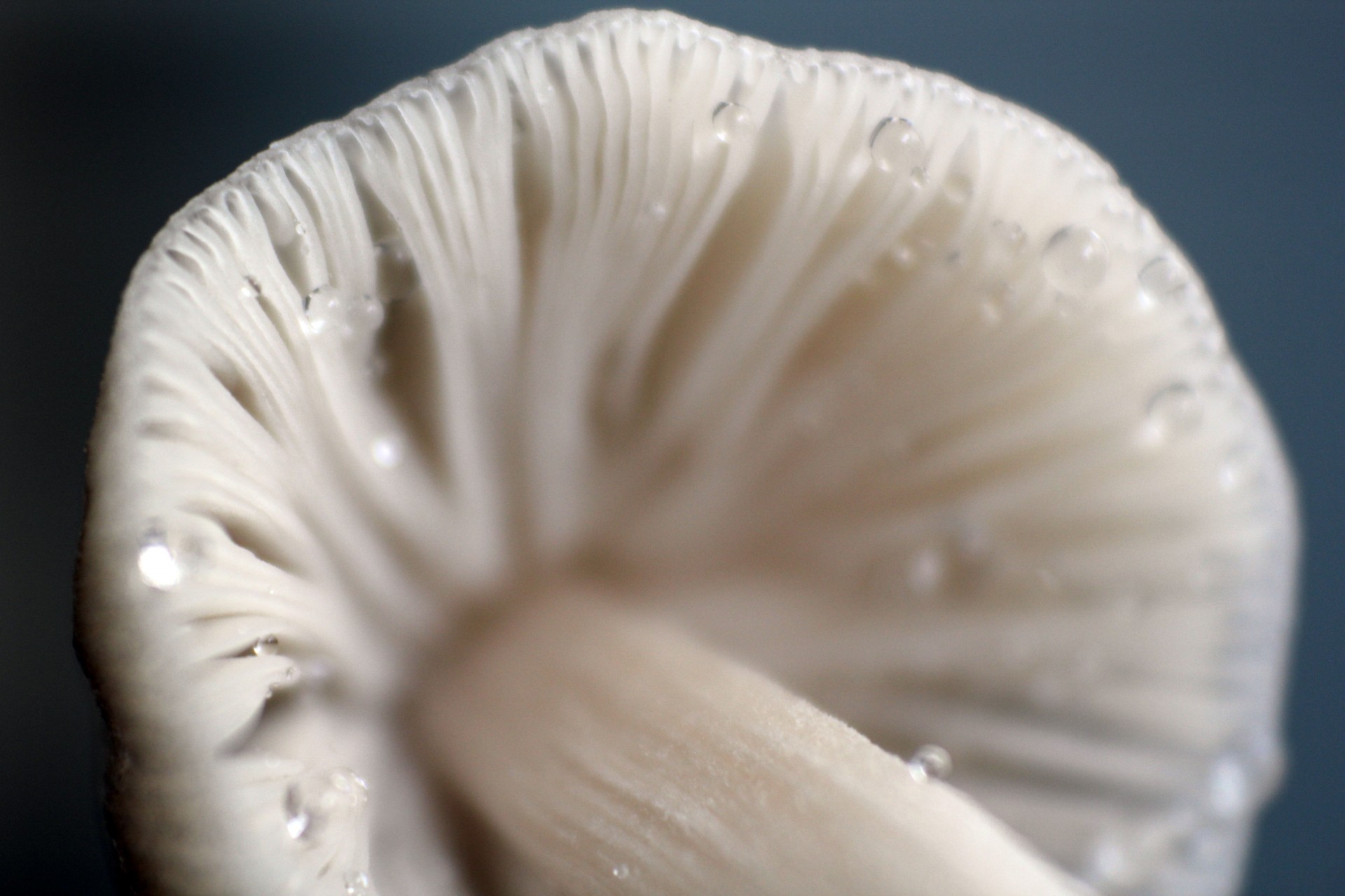 mushroom white mushroom texture free photo
