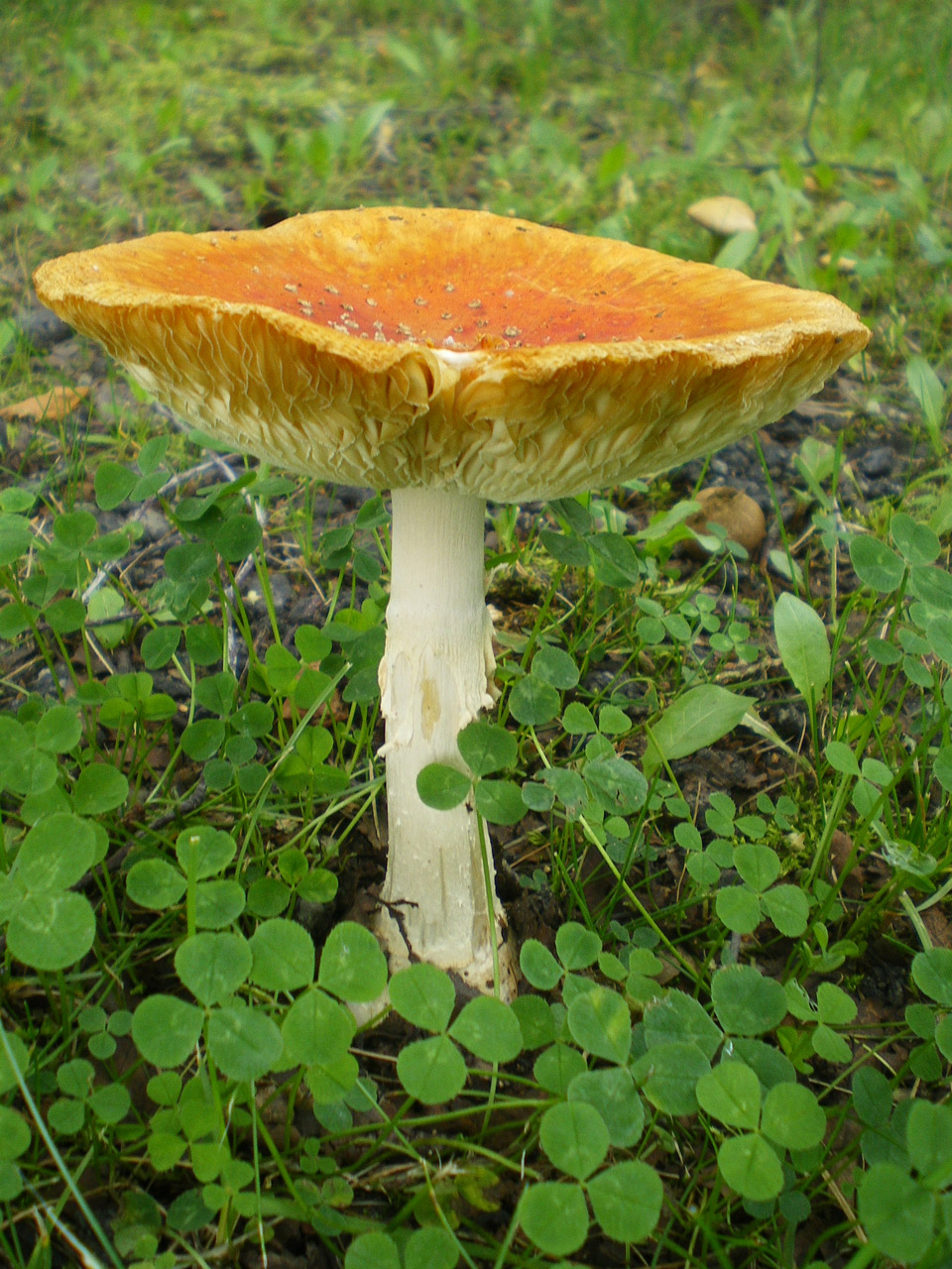 alaska mushroom mushroom 2 free photo