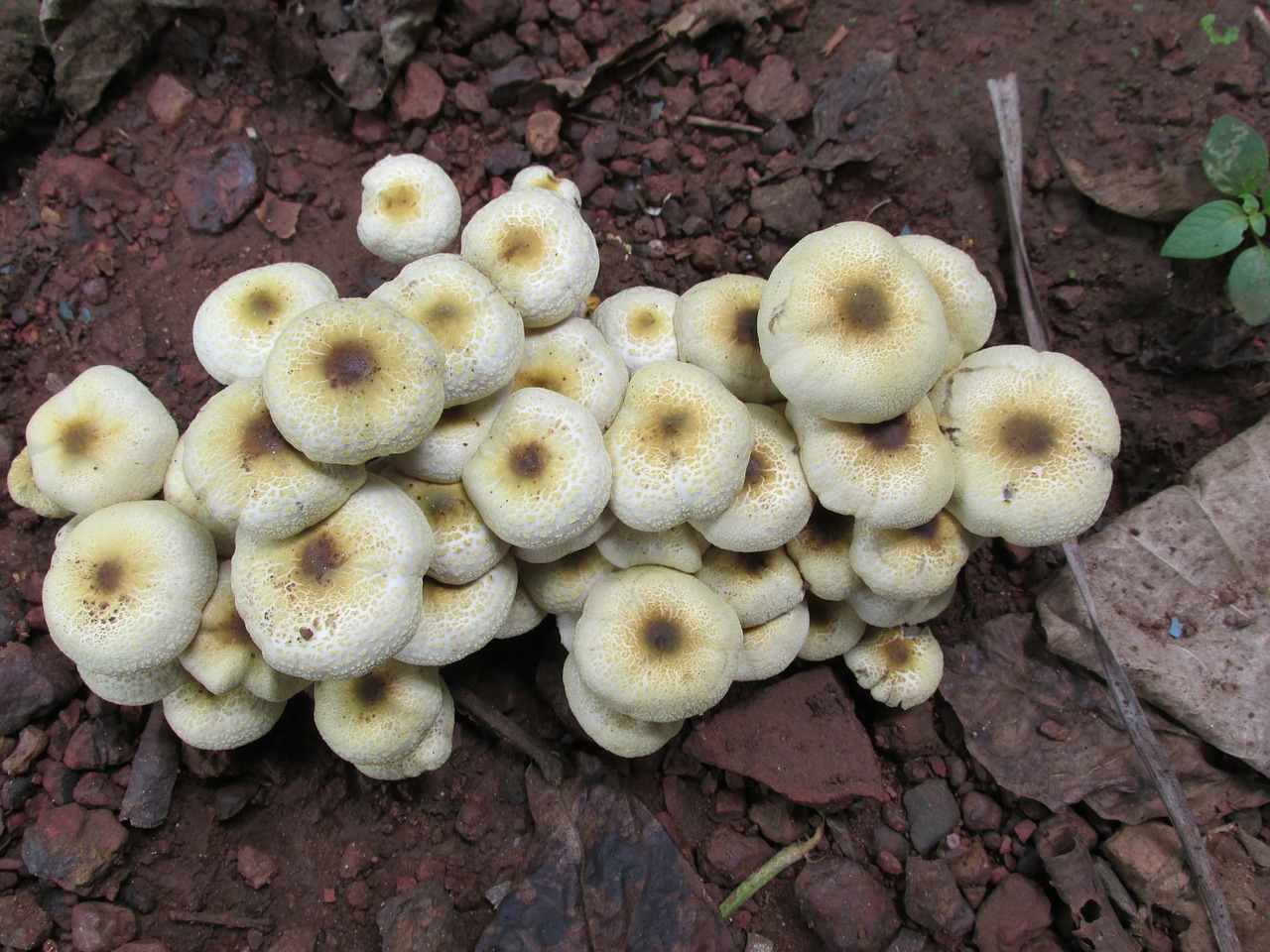 mushroom fungi fungus free photo