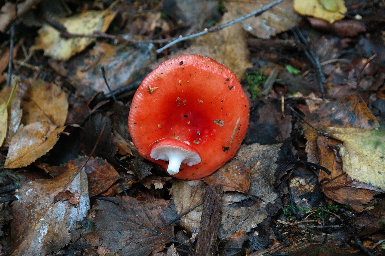 mushroom red forest mushroom free photo