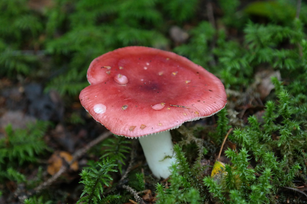 mushroom red forest mushroom free photo