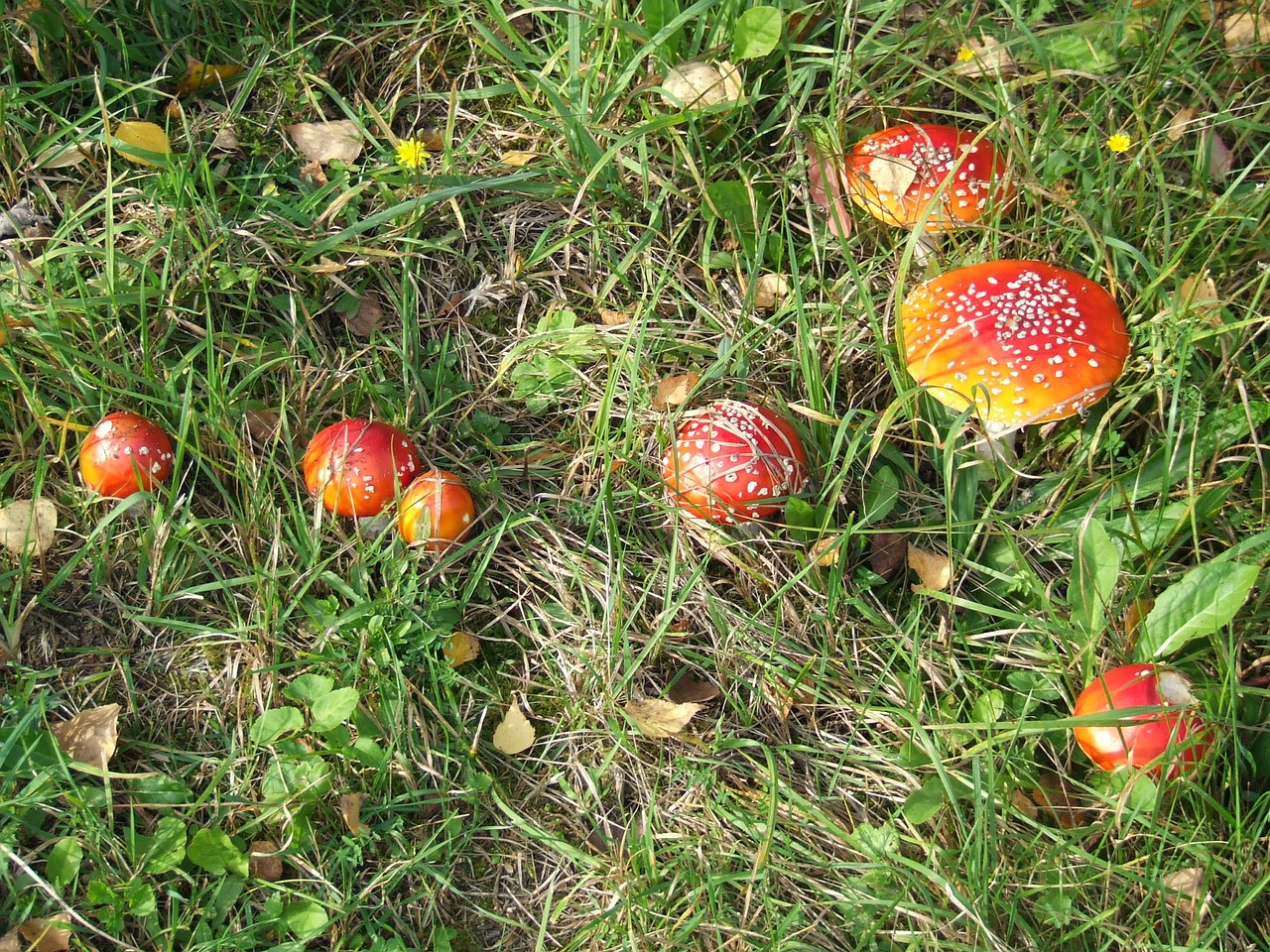 mushroom autumn meadow free photo