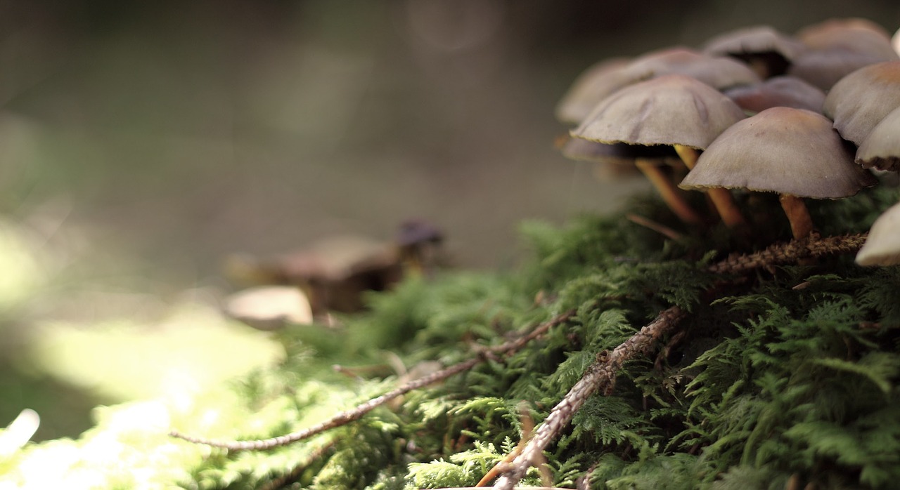 mushroom nature live free photo