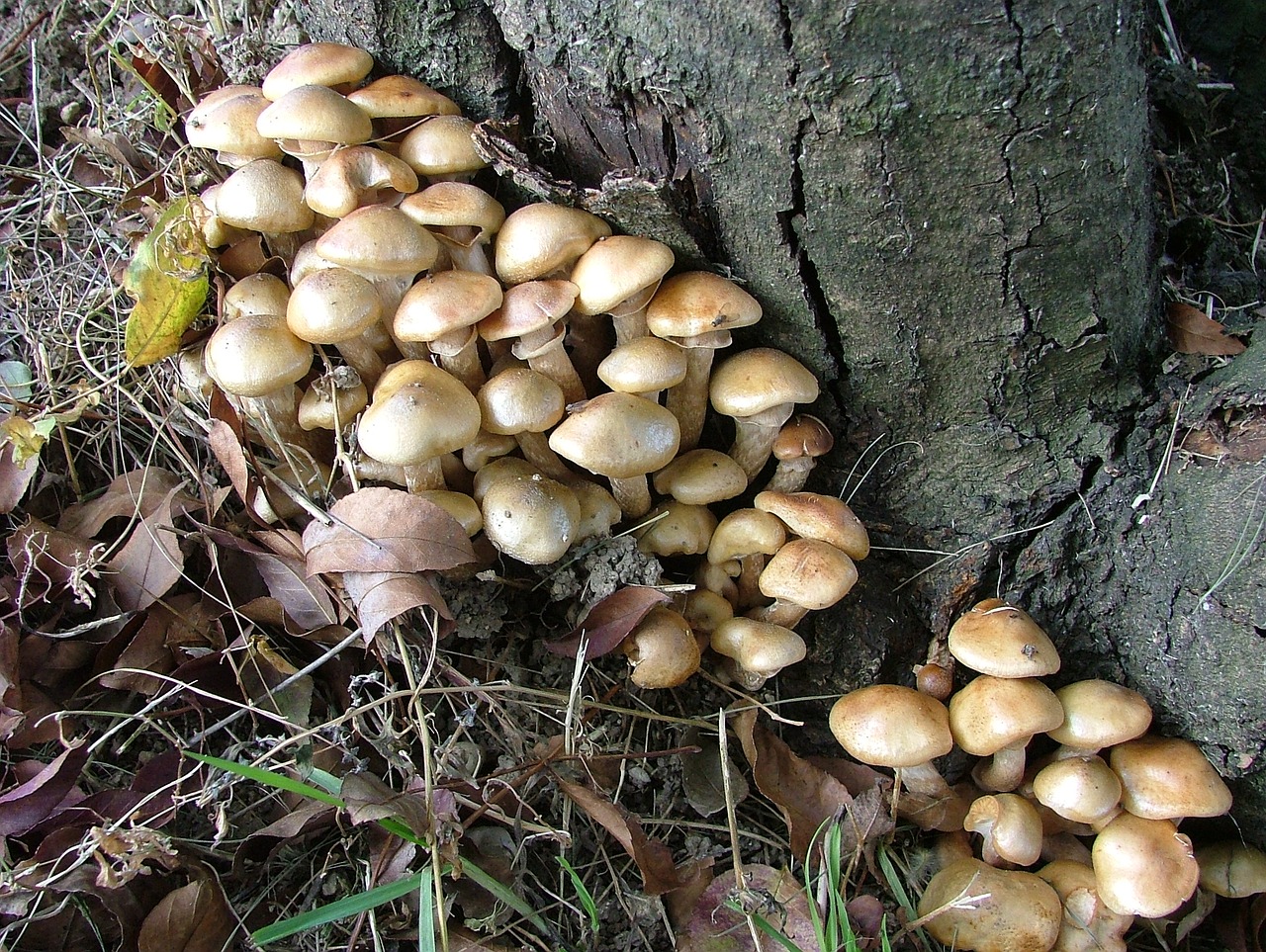 mushroom nature mushroom group free photo