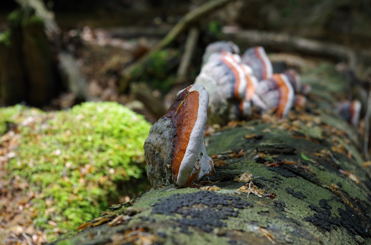 mushroom tree fungus forest free photo