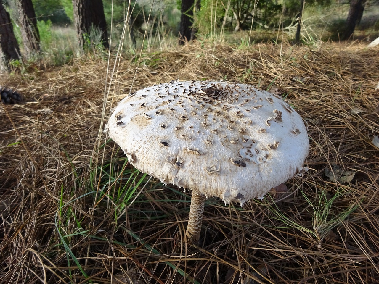 mushroom nature portugal free photo