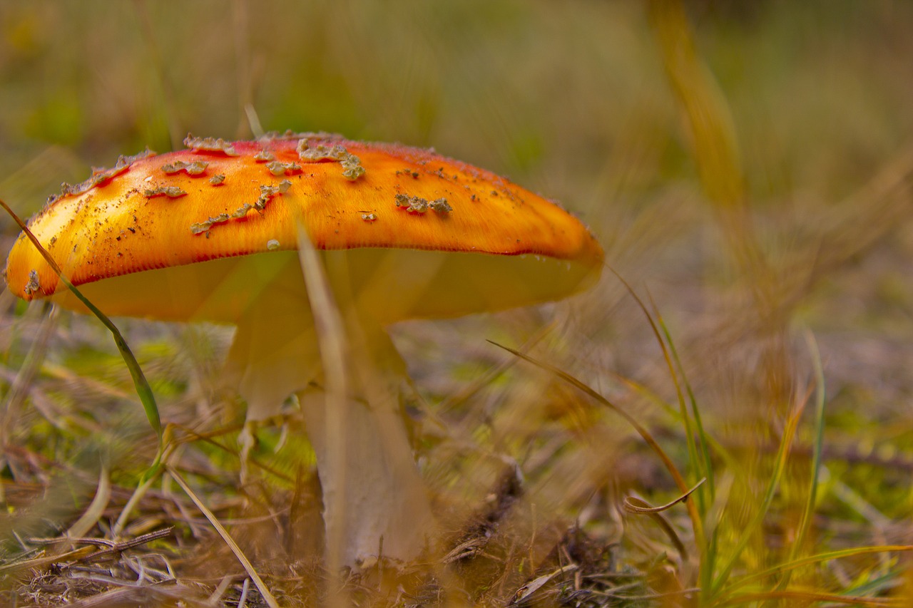 mushroom meadow plant free photo