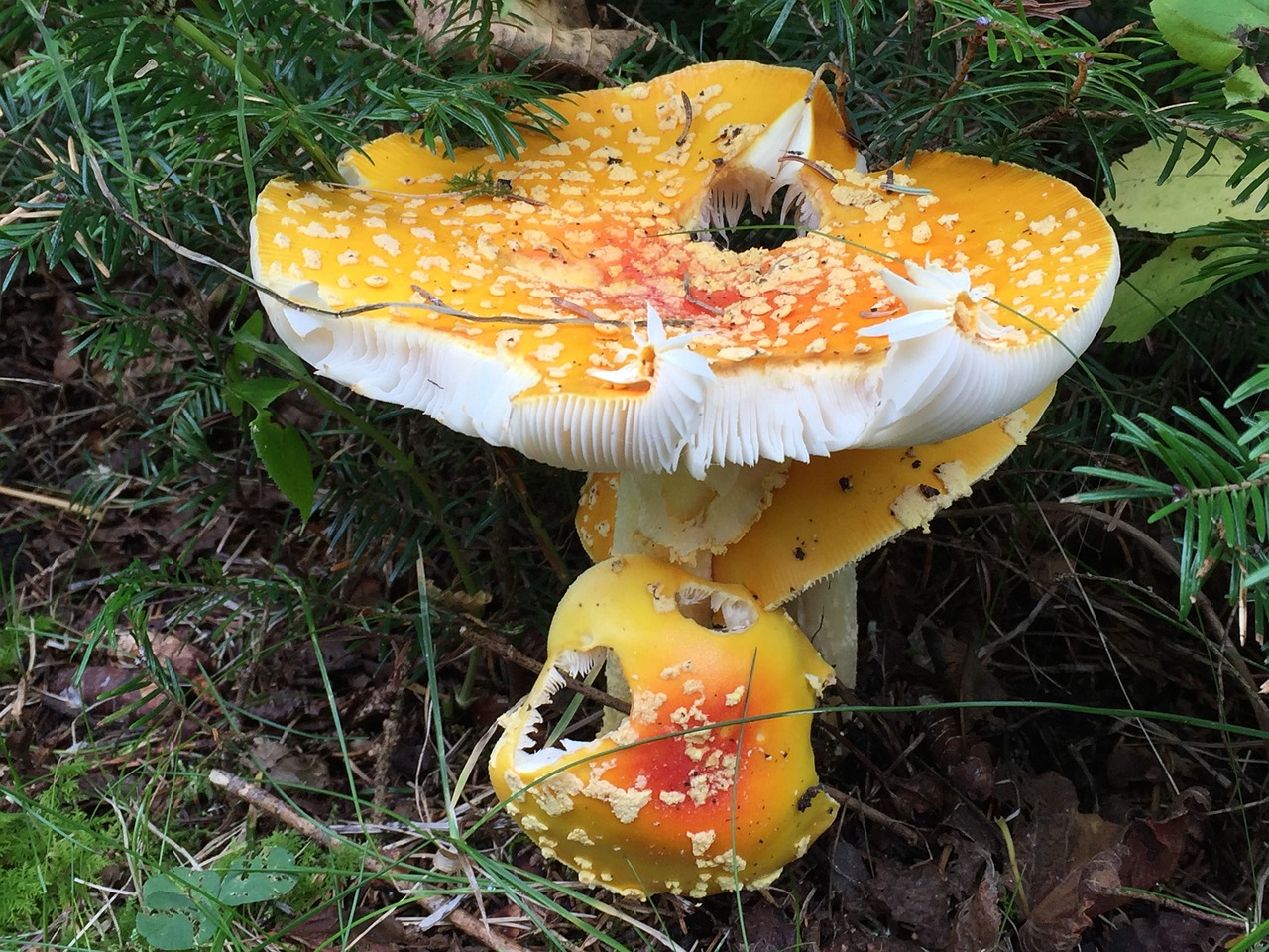 mushroom agaric fly amanita muscaria free photo