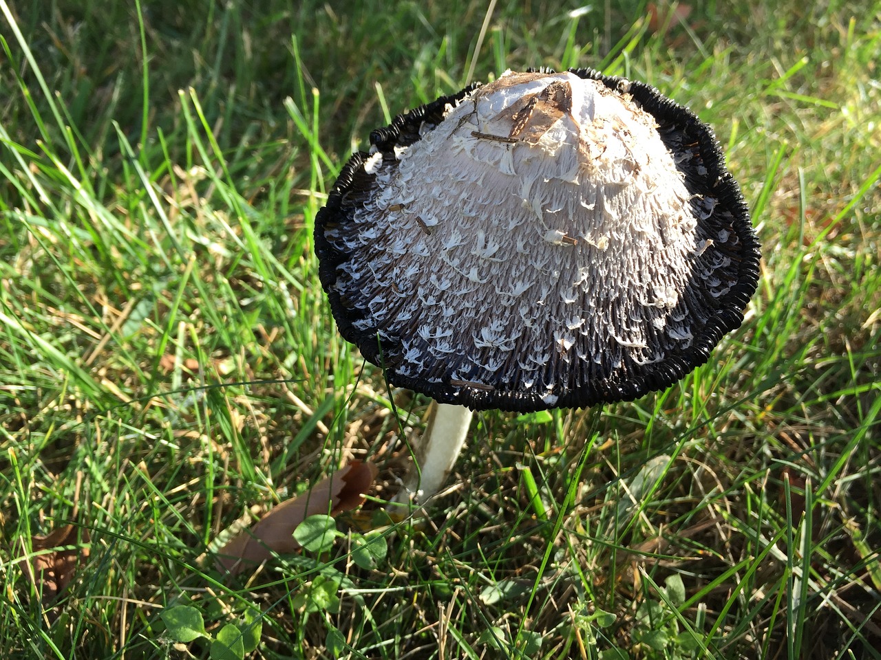 mushroom grass nature free photo