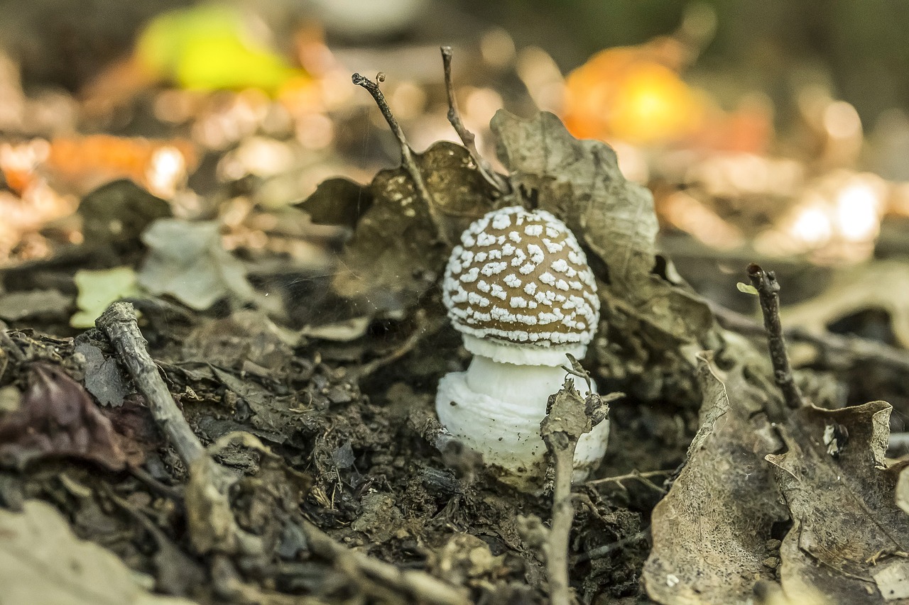 mushroom agaric panther cap free photo