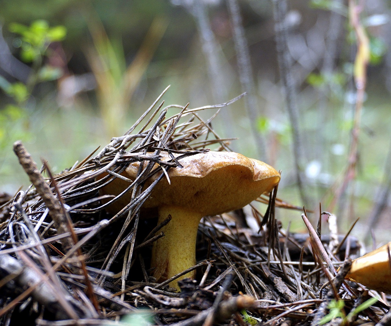 mushroom wild fungus free photo