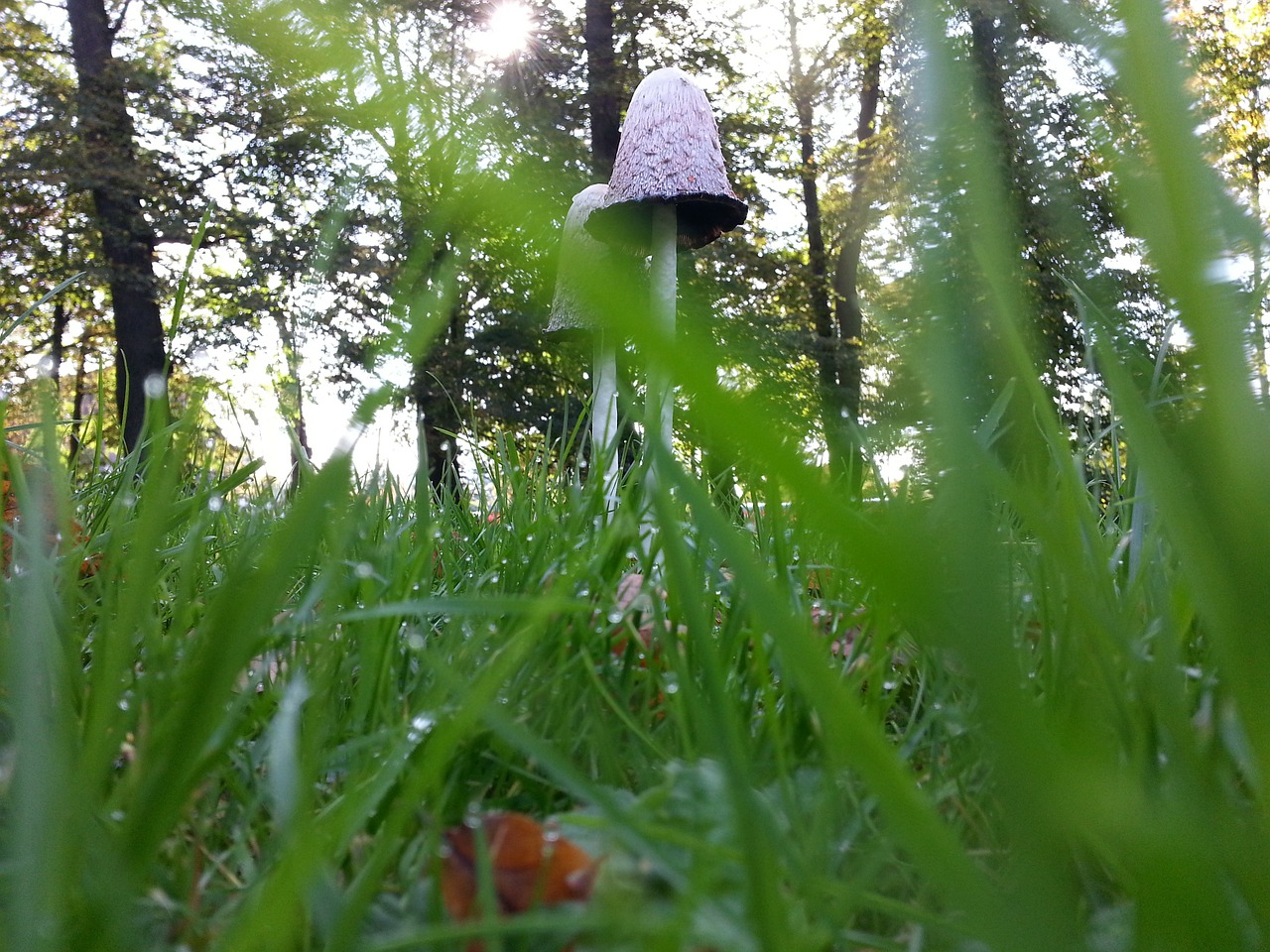 mushroom nature park free photo