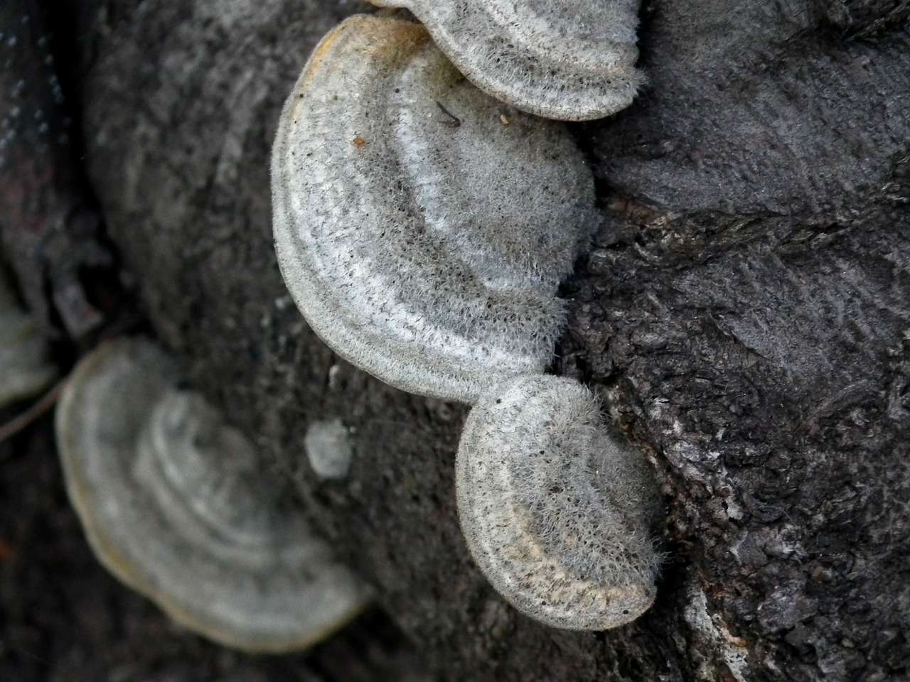 mushroom tree fungus forest free photo
