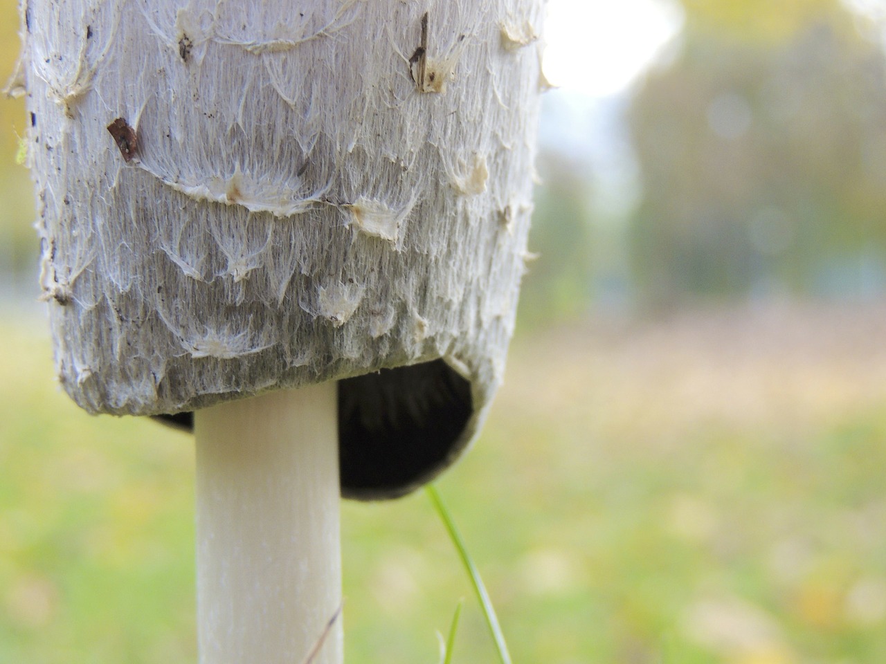 mushroom weis hat free photo